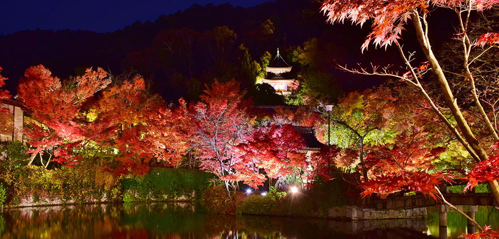 2024 Recommended Autumn Illumination in kyoto